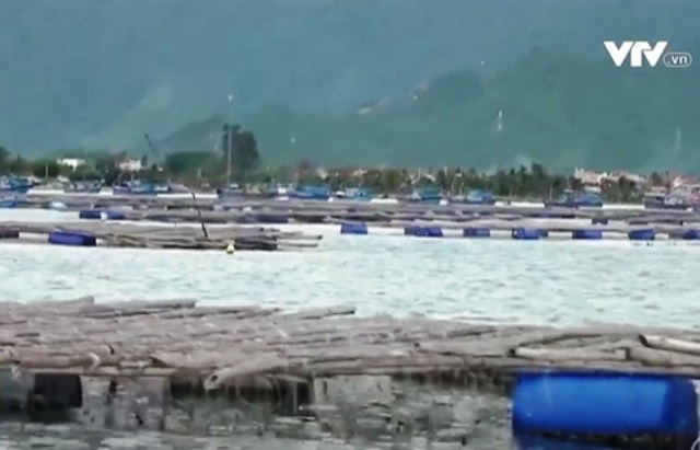 Tràn lan tình trạng nuôi hàu trái phép - Ảnh 1.