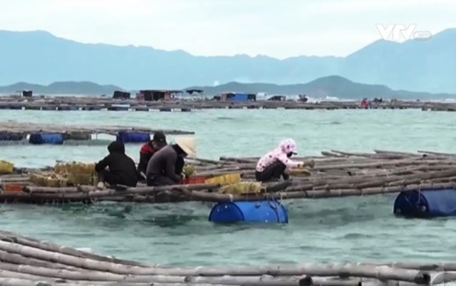 Tràn lan tình trạng nuôi hàu trái phép - Ảnh 2.