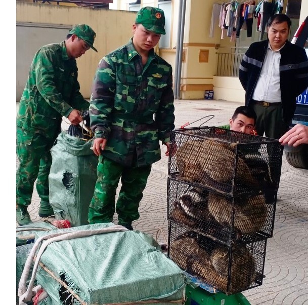 Bắt giữ đối tượng vận chuyển trái phép 72 cá thể cầy vòi - Ảnh 1. Bắt giữ đối tượng vận chuyển trái phép 72 cá thể cầy vòi - Ảnh 1.
