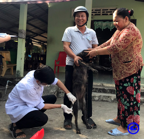 Triển khai mô hình điểm tiêm vaccine phòng bệnh dại trên chó, mèo - Ảnh 1.