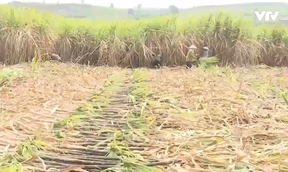 Nông dân phấn khởi đón mùa “mía ngọt” - Ảnh 1.
