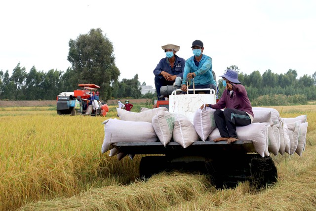 Nông dân lãi tiền tỷ nhờ giá lúa tăng - Ảnh 1.