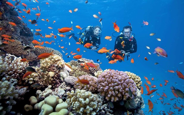 
Scuba diving in Phu Quoc (Photo: VNA)
