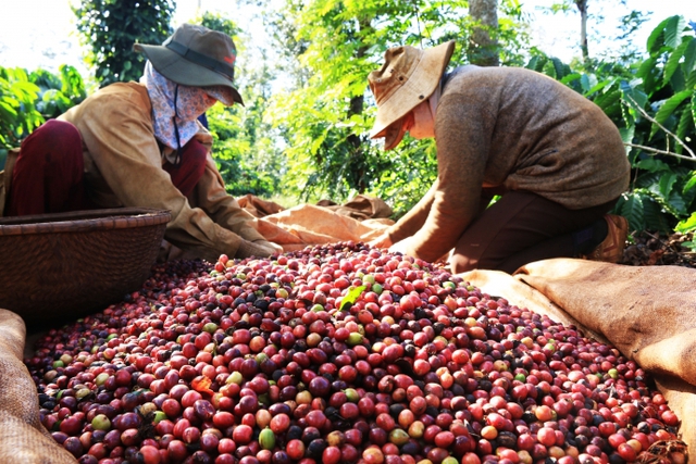 Nông lâm sản Việt trước thách thức quy định chống phá rừng của EU - Ảnh 2.