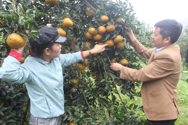 Dồi dào hoa trái, cây cảnh, sẵn sàng vào cao điểm Tết - Ảnh 2.