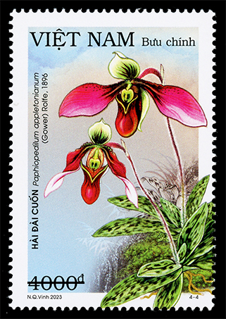 Phát hành bộ tem về các loài lan hài Việt Nam - Ảnh 4. Phát hành bộ tem về các loài lan hài Việt Nam - Ảnh 4.