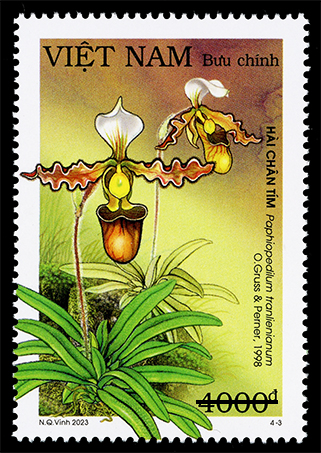 Phát hành bộ tem về các loài lan hài Việt Nam - Ảnh 3. Phát hành bộ tem về các loài lan hài Việt Nam - Ảnh 3.