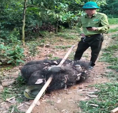 Lào Cai tăng cường biện pháp ngăn chặn vi phạm bẫy, bắt chim hoang dã - Ảnh 1.