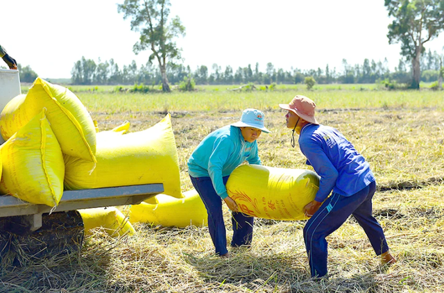 Doanh nghiệp gặp khó vì giá lúa gạo cao - Ảnh 1.