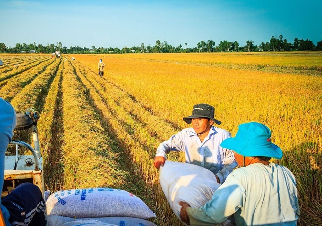 Cần nguồn vốn dài hạn cho chuỗi liên kết ngành gạo - Ảnh 1.