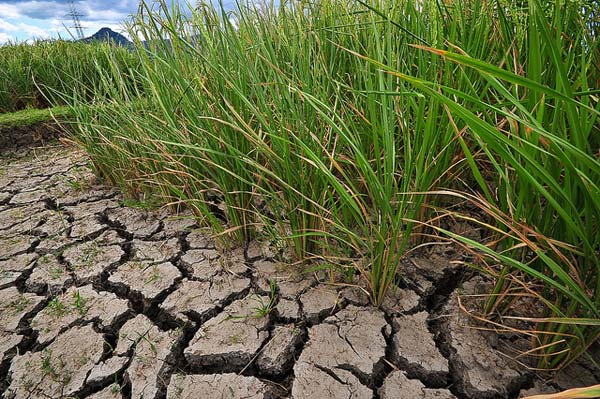 Philippines phát triển giống lúa thích nghi biến đổi khí hậu - Ảnh 1.