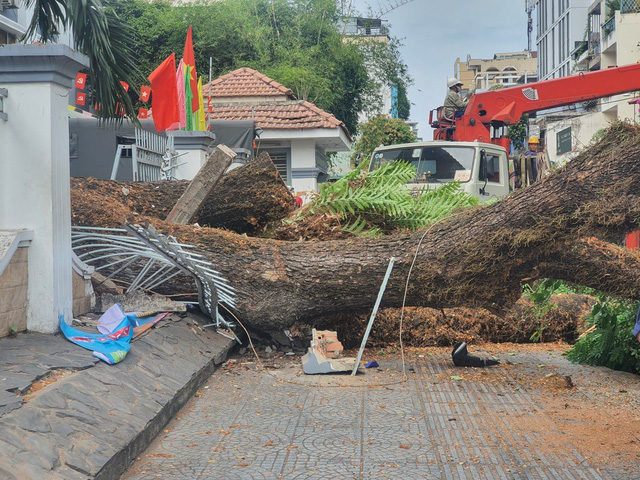 TP Hồ Chí Minh: Yêu cầu rà soát cây xanh trong trường học - Ảnh 1.