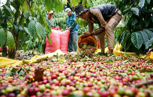 Giá cà phê tăng cao kỷ lục - Ảnh 1.