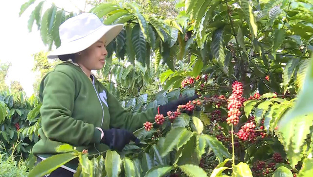 Giá cà phê tăng cao kỷ lục - Ảnh 2.