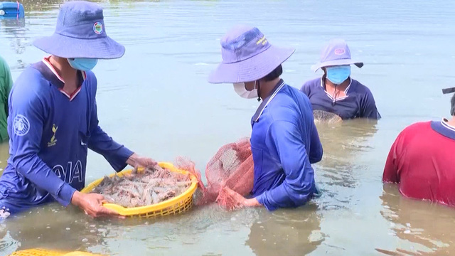 Giá tôm nguyên liệu lao dốc - Ảnh 1.