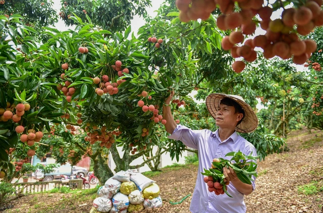 Bắc Giang dự tính xuất 1.500 tấn vải thiều đi Mỹ - Ảnh 2.