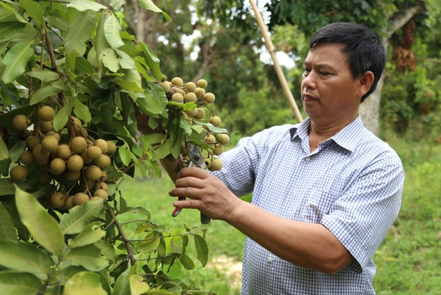 Nhãn chín sớm giá cao gấp 3 lần chính vụ - Ảnh 1.