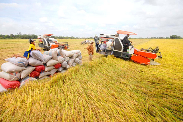 Nhiều loại gạo Việt Nam có giá bán cao hơn Thái Lan, Ấn Độ - Ảnh 3.