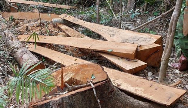 Khởi tố vụ &aacute;n cưa hạ tr&aacute;i ph&eacute;p 52 c&acirc;y gỗ rừng tự nhi&ecirc;n tại Gia Lai - Ảnh 1.