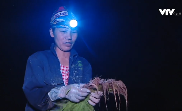 Nông dân ngoại thành Hà Nội cấy lúa đêm tránh nóng - Ảnh 2. Nông dân ngoại thành Hà Nội cấy lúa đêm tránh nóng - Ảnh 2.