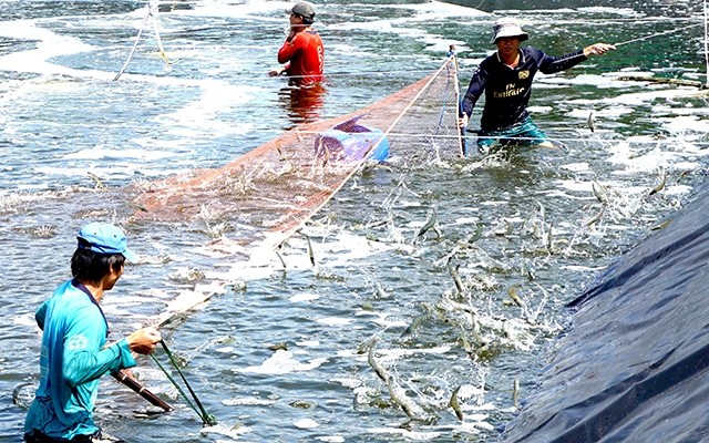 Khơi thông dòng vốn vào ngành thuỷ sản - Ảnh 3.