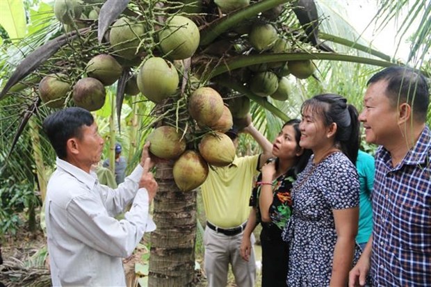 Dừa tươi Việt Nam trước cơ hội xuất khẩu chính ngạch sang Trung Quốc - Ảnh 2.