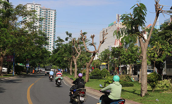 Nhiều cây xanh ở TP Hồ Chí Minh bị cắt trụi cành - Ảnh 1.