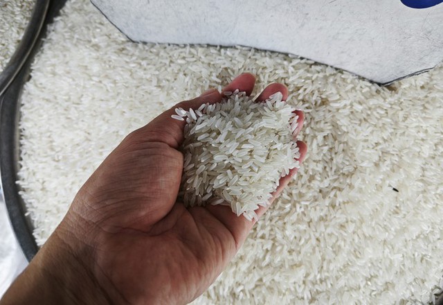 Sẽ xử lý tình trạng đầu cơ, găm hàng tăng giá lúa gạo - Ảnh 1.