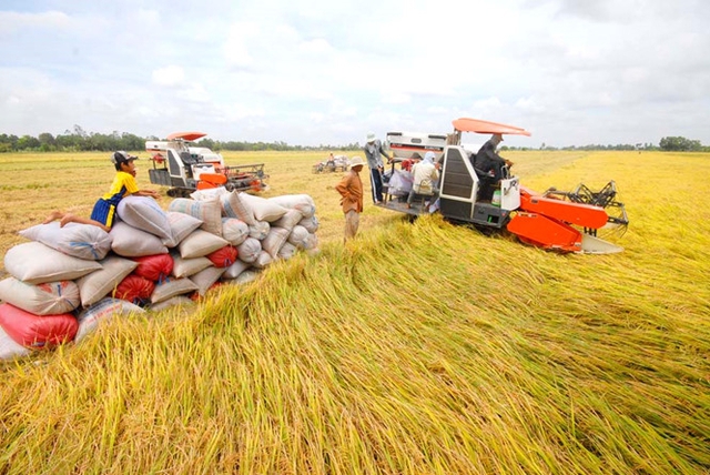 Khơi thông dòng vốn vào sản xuất lúa gạo - Ảnh 1.