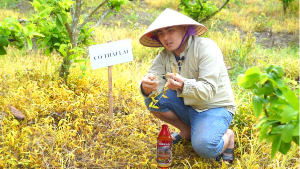 Kiểm soát cỏ dại hiệu quả trong canh tác nông nghiệp - Ảnh 2.