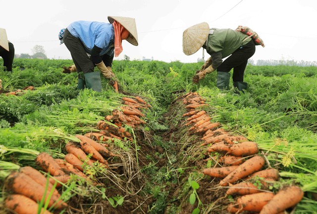 Giá trị vụ đông tăng 1.000 tỷ đồng mỗi năm - Ảnh 2.