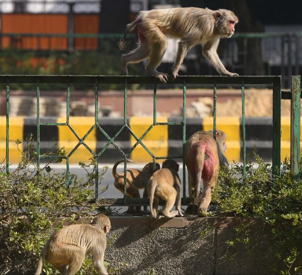 New Delhi dùng hình nộm đuổi khỉ phá phách trước thềm G20 - Ảnh 1.