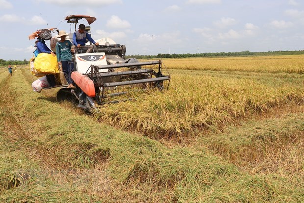 Sóc Trăng: Xuất khẩu gạo 8 tháng tăng hơn 16,5% - Ảnh 1.