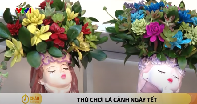 Thú chơi lá cảnh ngày Tết - Ảnh 1.