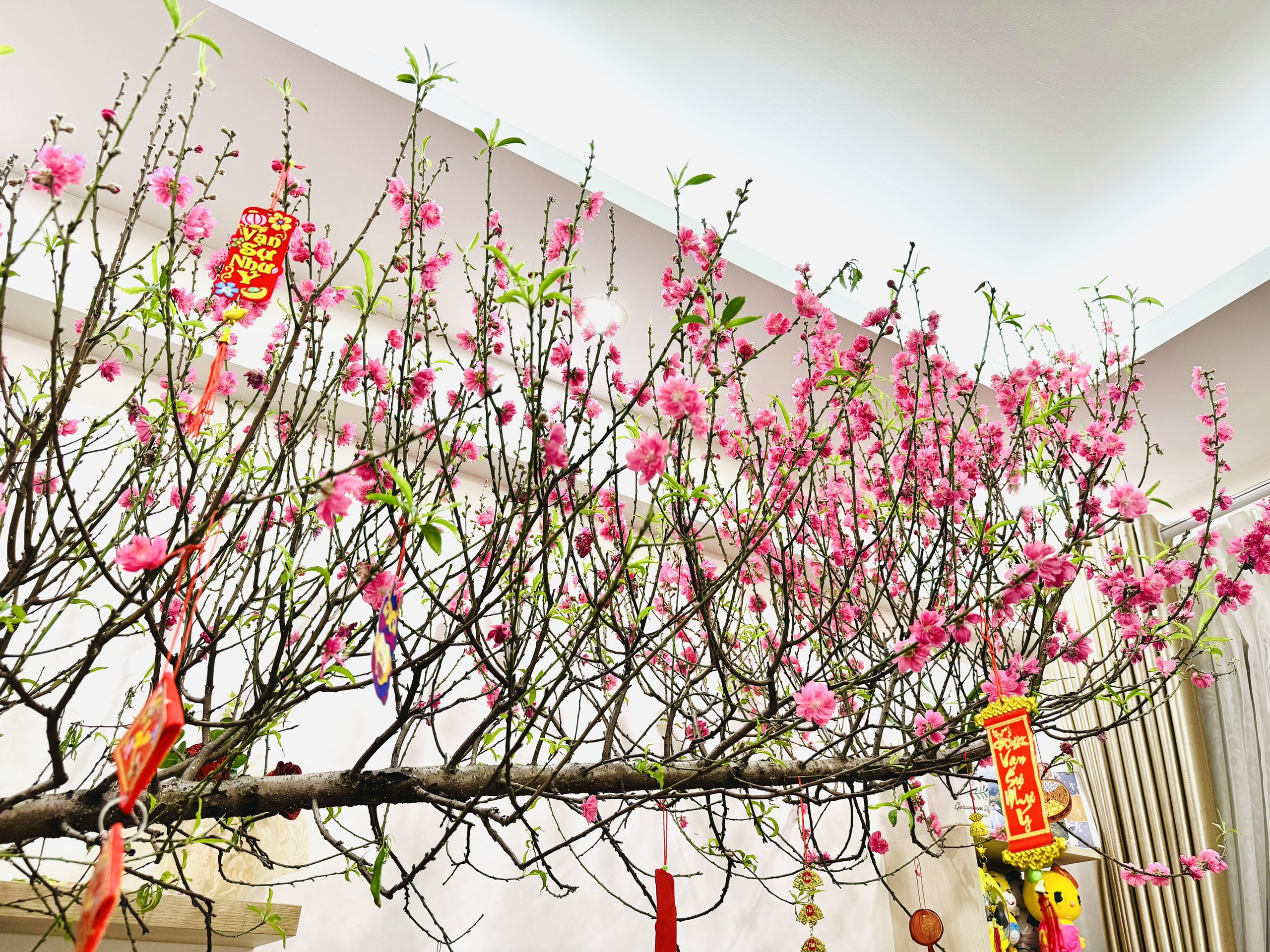 Đào Huyền Chưng Tết – Vẻ Đẹp Sang Trọng Mang Lộc Xuân Vào Nhà