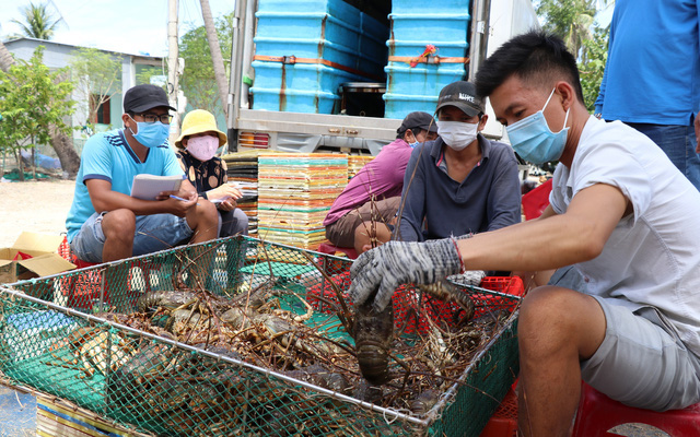 Giá tôm hùm tăng mạnh, hộ nuôi thu tiền tỷ - Ảnh 2.