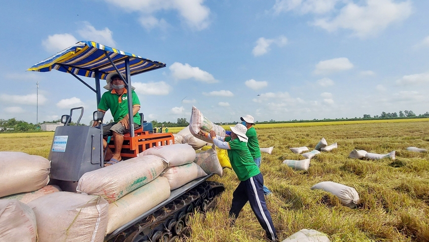 Đẩy mạnh cho vay thu mua tạm trữ lúa gạo - Ảnh 2.