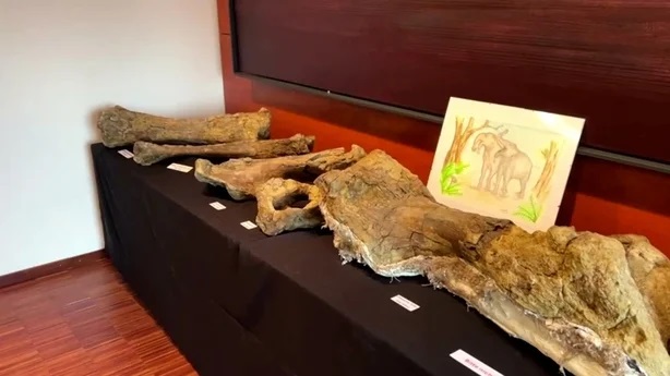 Hai học sinh Đức phát hiện xương voi thời tiền sử cách đây 10 triệu năm - Ảnh 1.