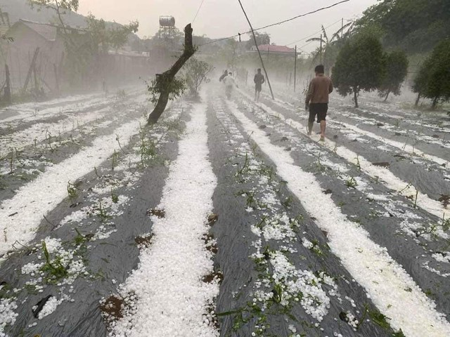 Mưa đá trắng trời tại huyện vùng cao Vân Hồ (Sơn La) - Ảnh 2.