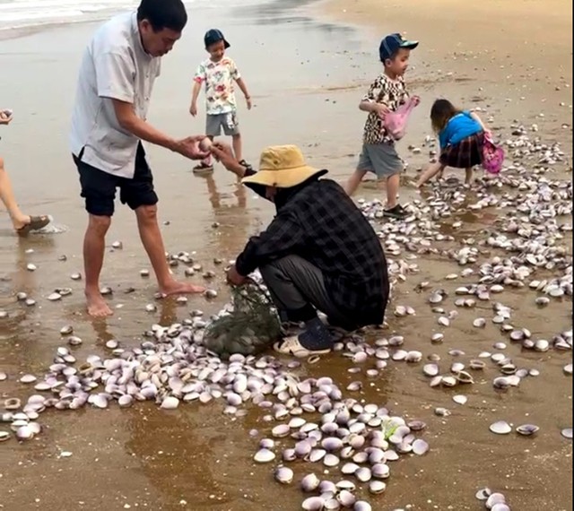 Hàng tấn ngao tím dạt vào bờ biển Hà Tĩnh - Ảnh 1.