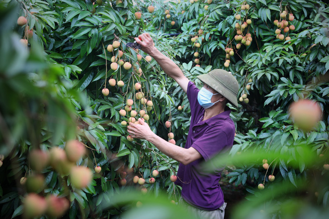 Sản lượng vải thiều sớm giảm mạnh - Ảnh 2.