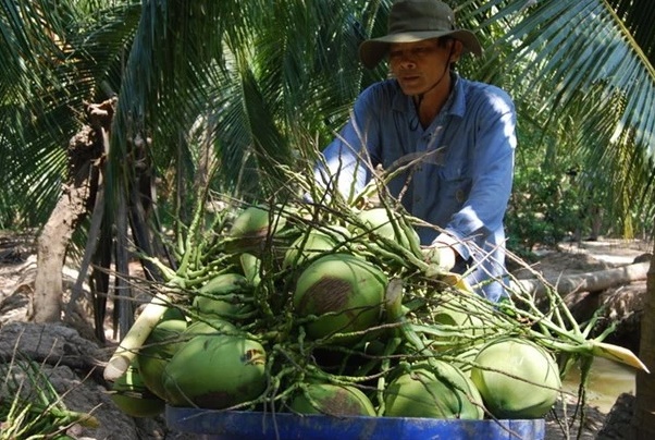 Thu bạc tỷ từ cây dừa - Ảnh 2.