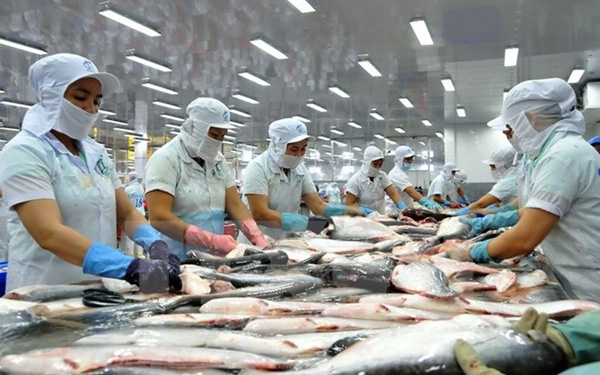 Kim ngạch xuất khẩu cá tra ước đạt 725 triệu USD trong 5 tháng - Ảnh 1.
