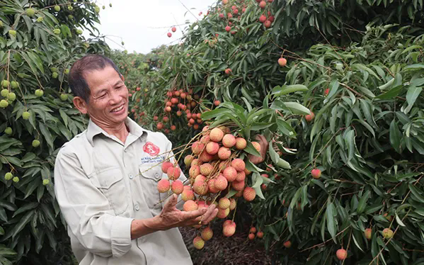 Vải thiều Việt Nam lên kệ siêu thị Pháp - Ảnh 2.