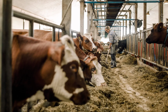 Thuế carbon đầu tiên trên thế giới đối với chăn nuôi: 100 USD cho mỗi con bò tại Đan Mạch - Ảnh 1.