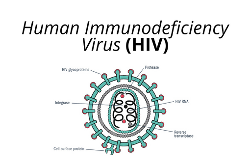 Tiêm thuốc dự phòng 2 lần một năm có hiệu quả 100% chống nhiễm virus HIV - Ảnh 2.