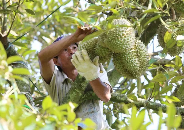 Sầu riêng được giá nhưng nhiều nhà vườn không có để bán - Ảnh 1.