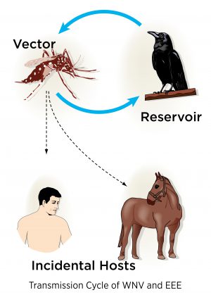 Virus hiếm gặp lây truyền từ muỗi gây bệnh chết người ở Massachusetts (Mỹ) - Ảnh 1.