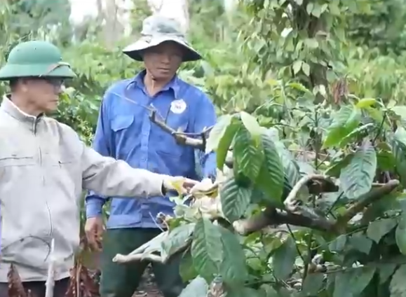 Lo trộm cắp, nông dân thuê người canh gác vườn cà phê - Ảnh 2.