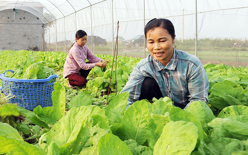 Hà Nội đảm bảo đáp ứng đủ nhu cầu tiêu thụ nông sản tăng 30% dịp cuối năm - Ảnh 2.